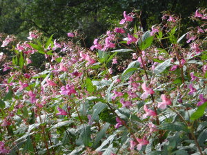 Waldspaziergang